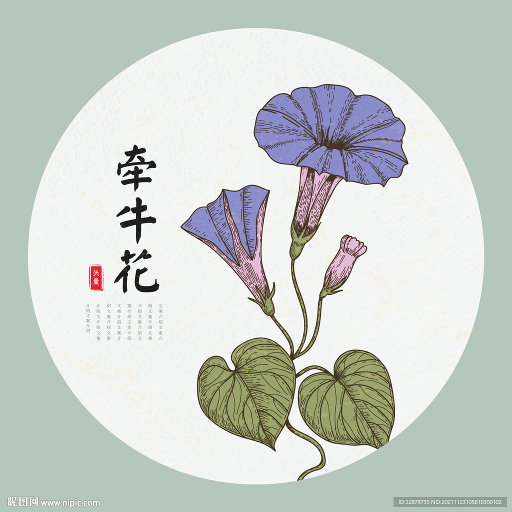 牵牛花