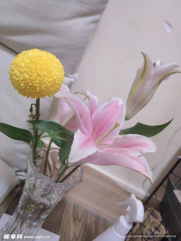 百合 黄球菊