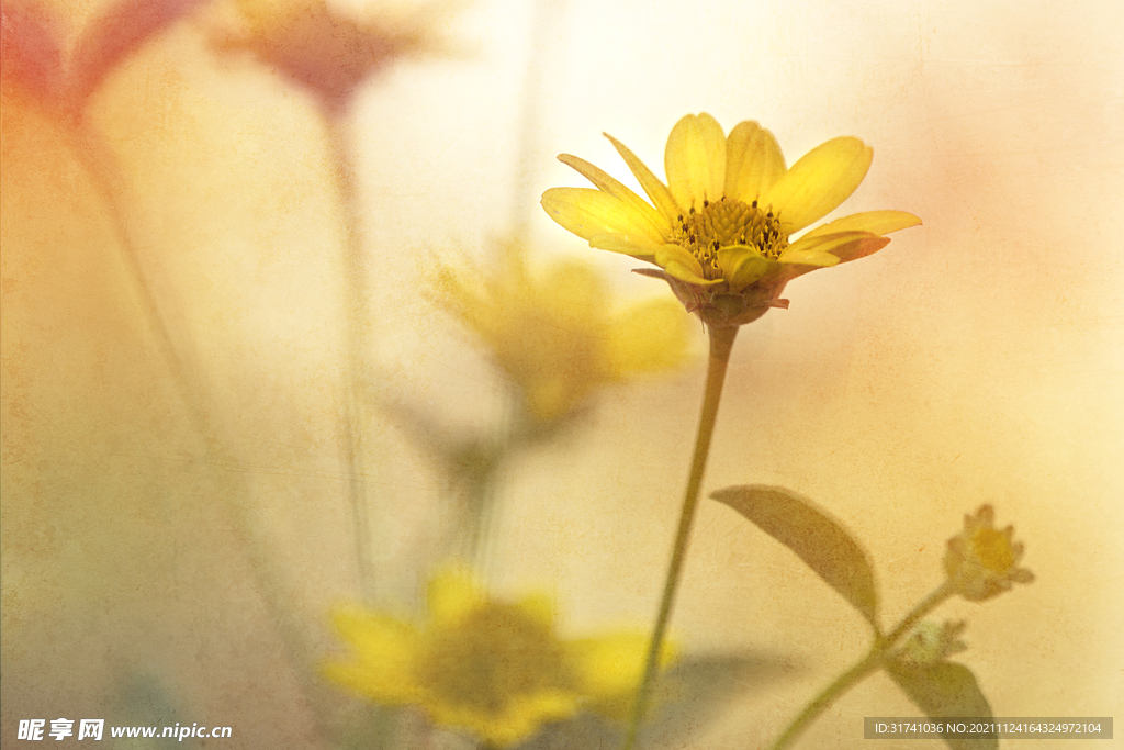 黄色花朵