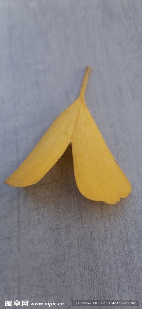 银杏 树叶