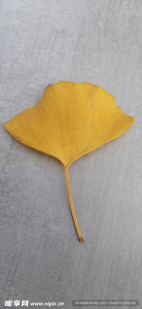 银杏 树叶