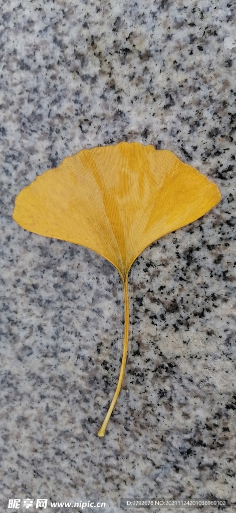 银杏 树叶