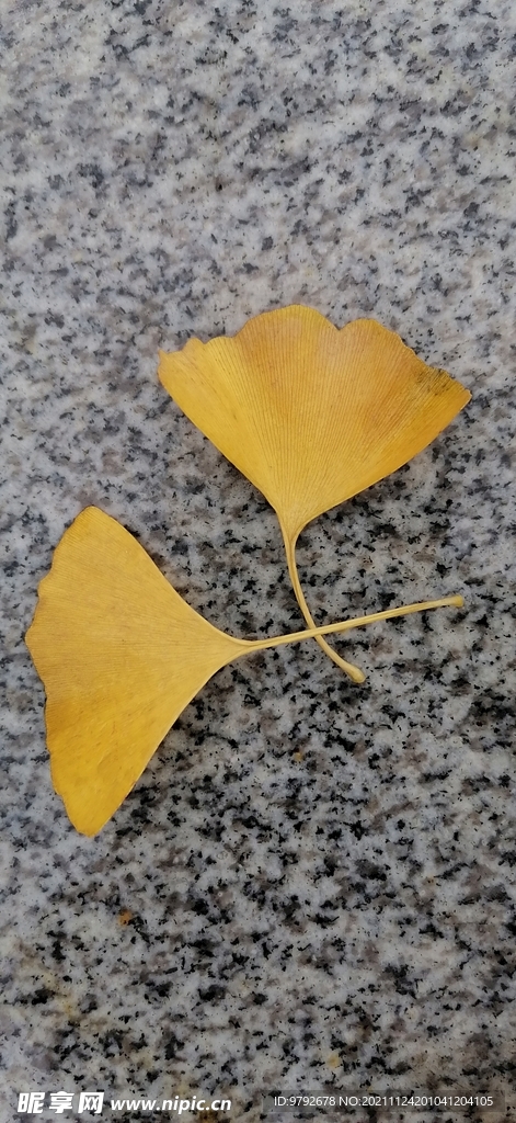 银杏 树叶