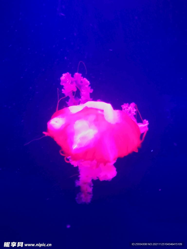 水母