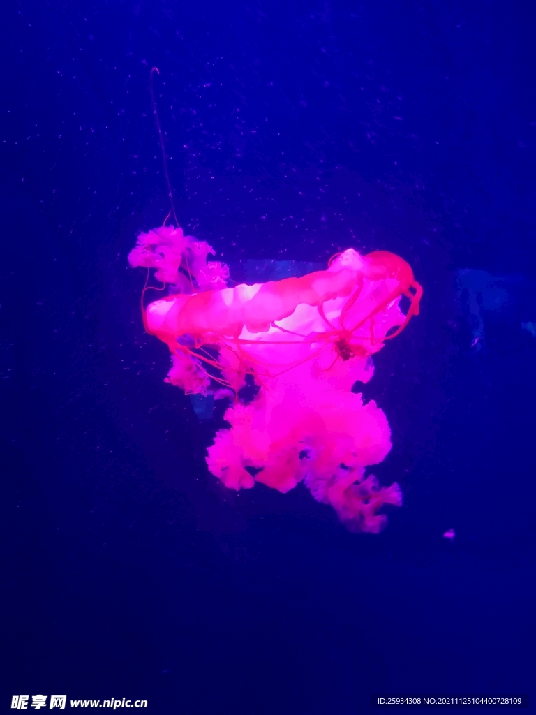 水母