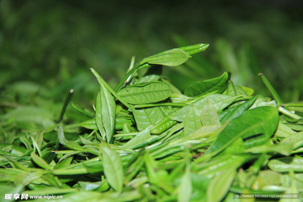 刚采摘的绿茶微距