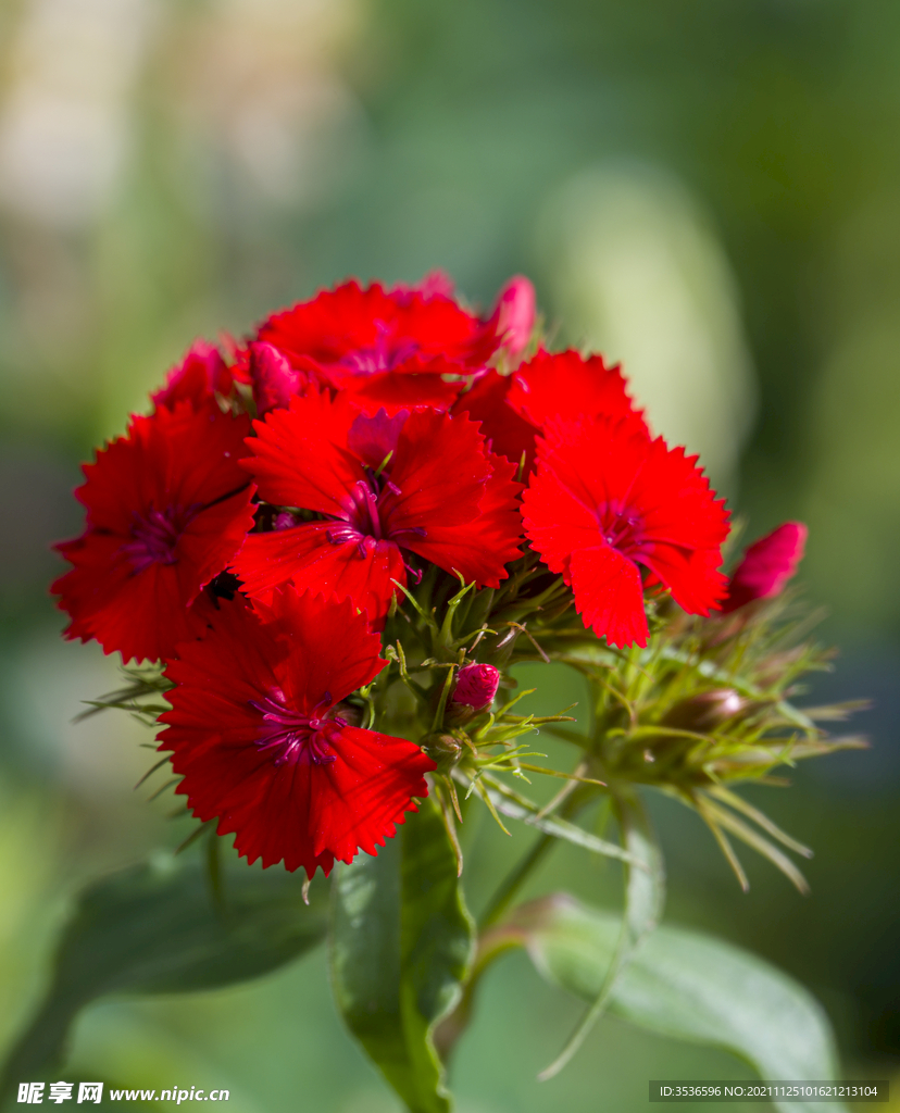 鲜花