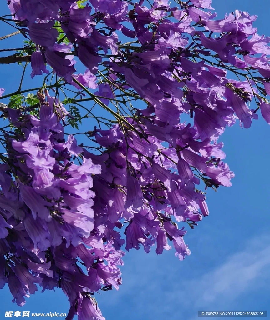 蓝楹花