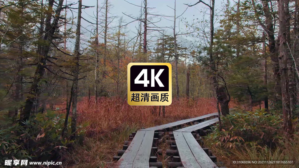 雨后丛林小路美景