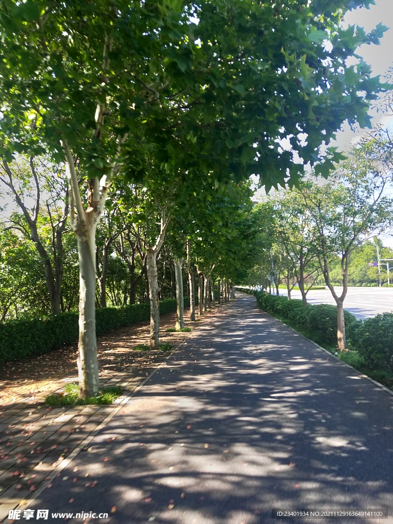 夏日晴天林荫小道阳光斑驳