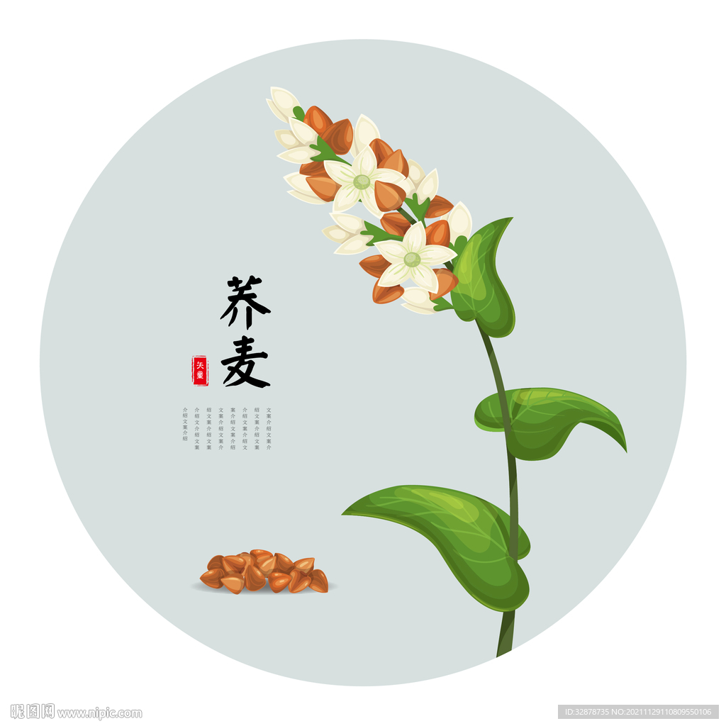 荞麦矢量