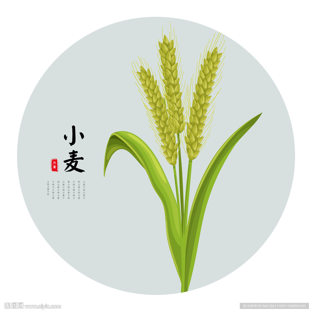 麦子