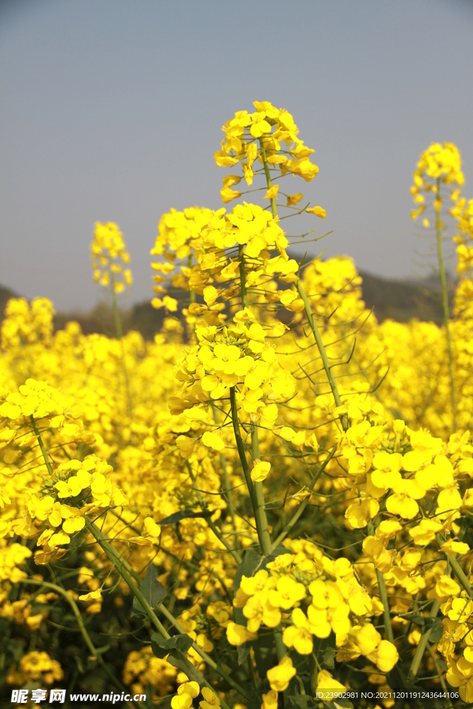 油菜花