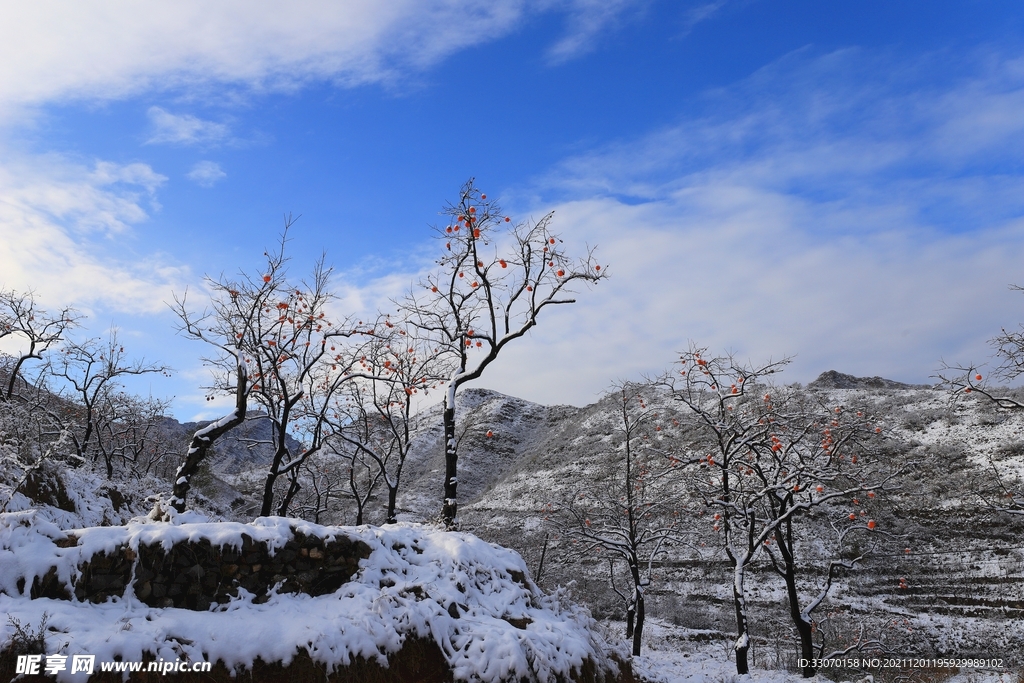 雪后红柿衬蓝天