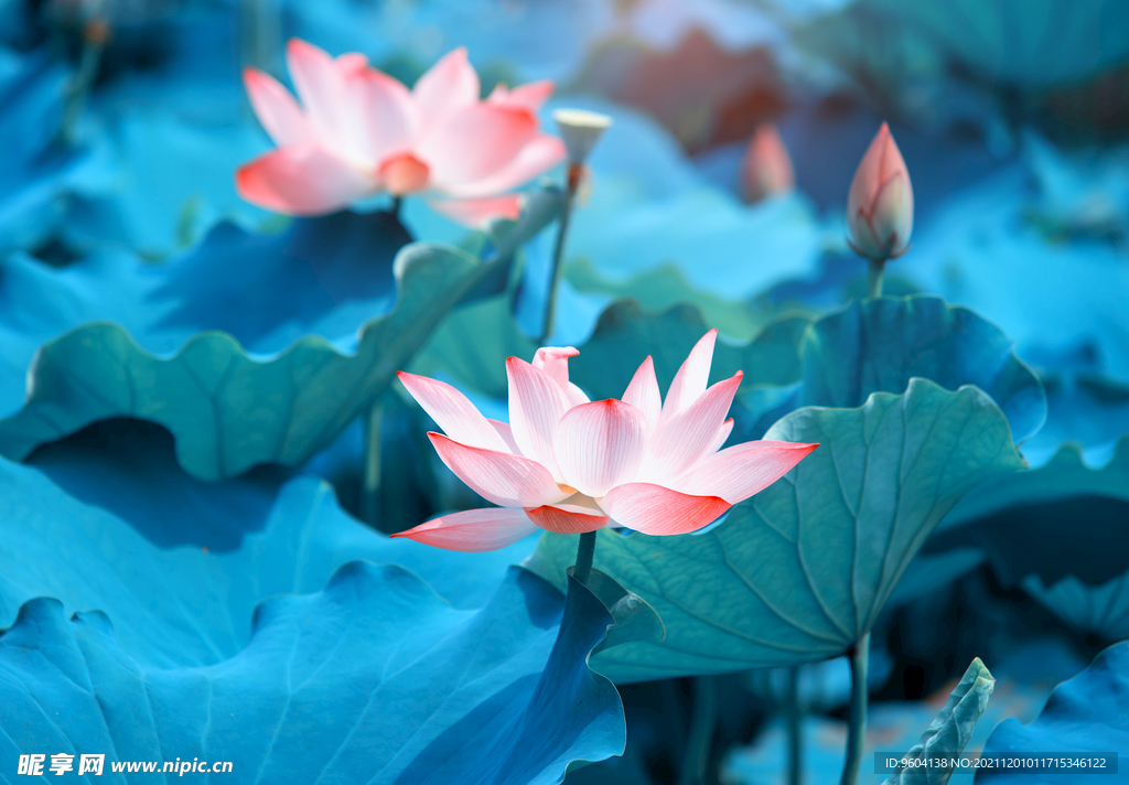 荷花
