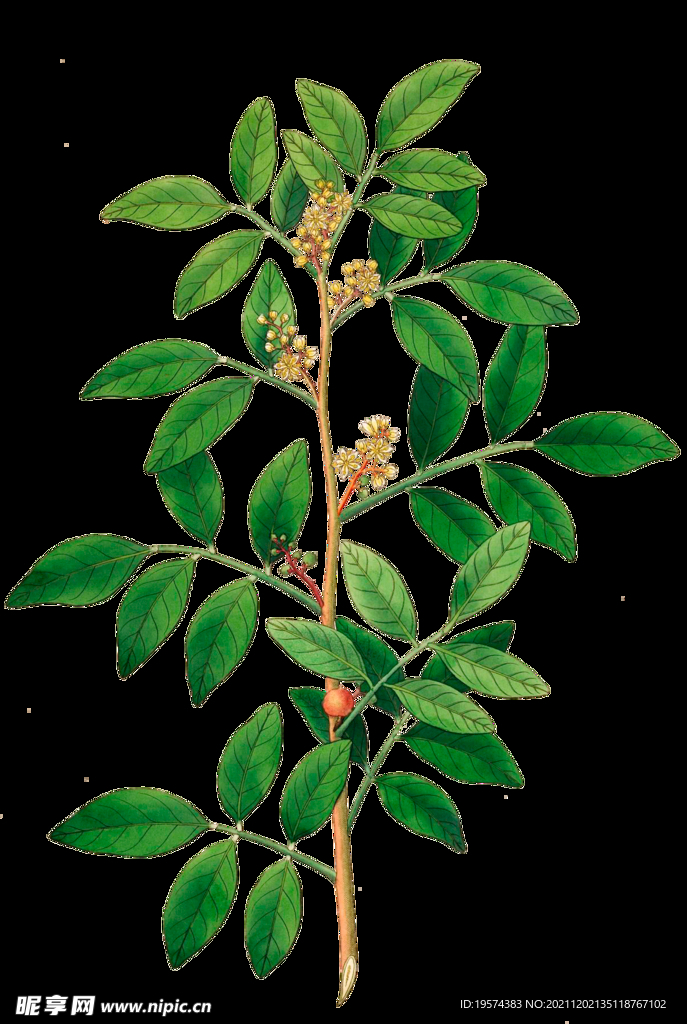 英式复古玫瑰花卉艺术装饰PNG