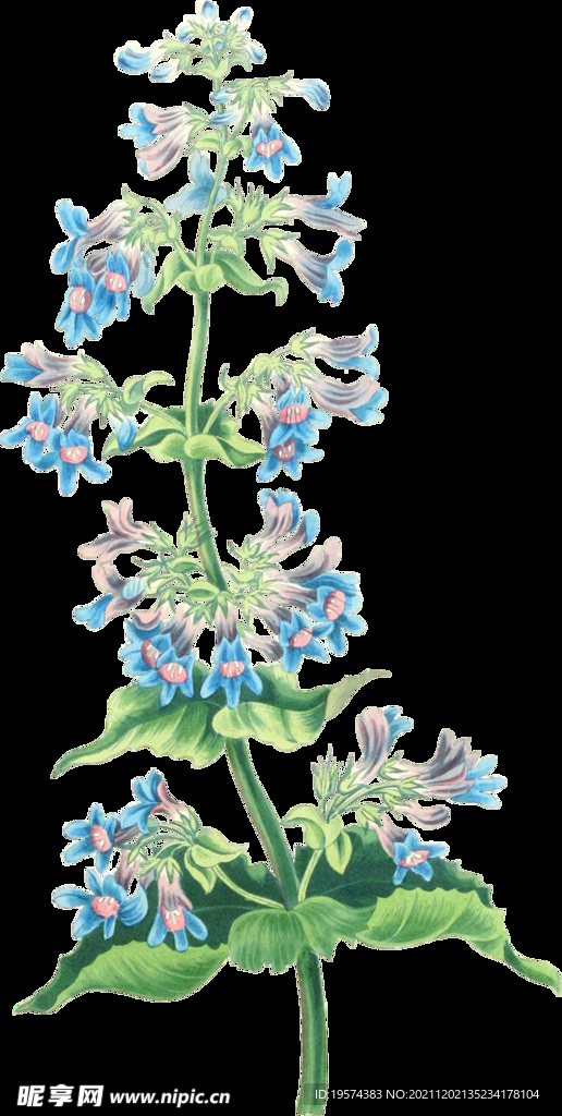 英式复古玫瑰花卉艺术装饰PNG