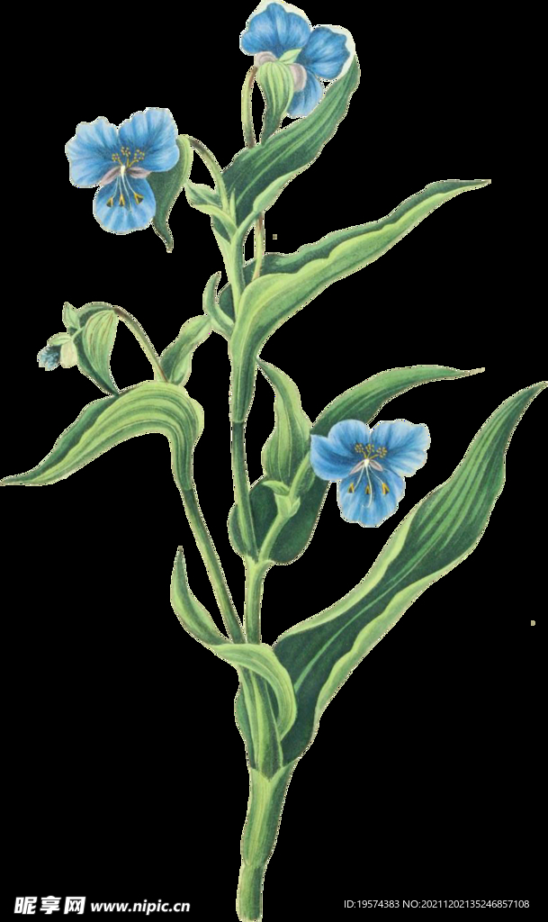 英式复古玫瑰花卉艺术装饰PNG