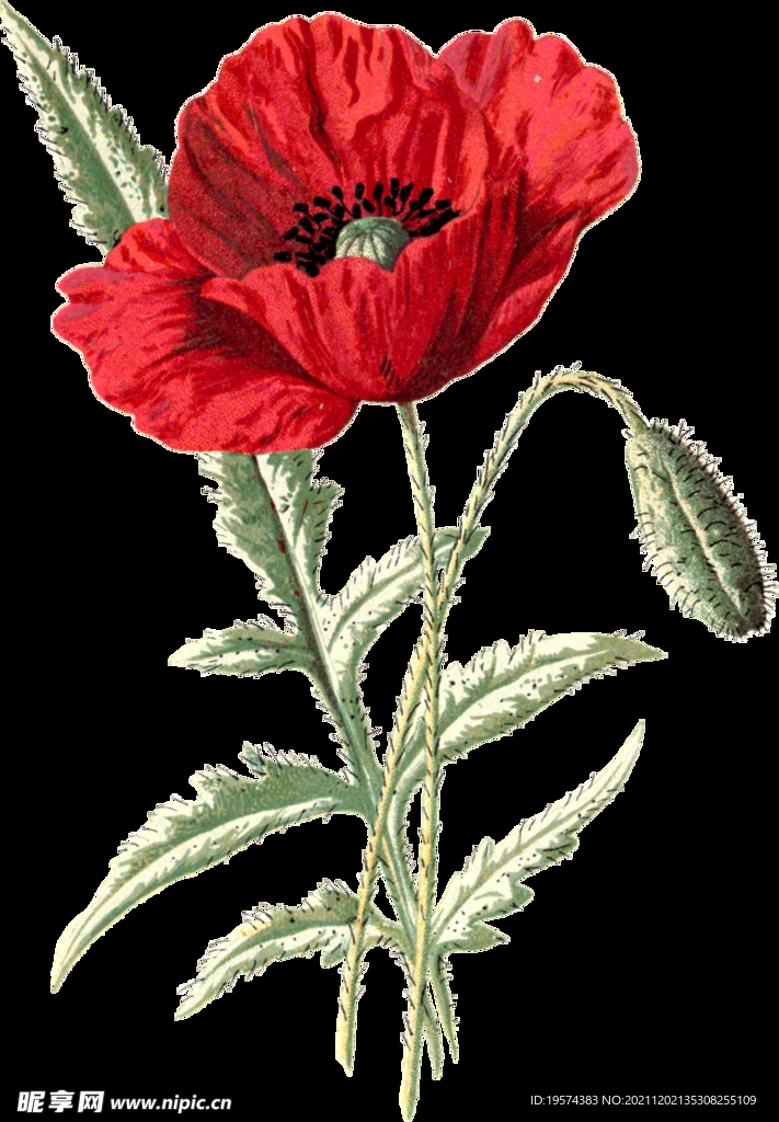 英式复古玫瑰花卉艺术装饰PNG