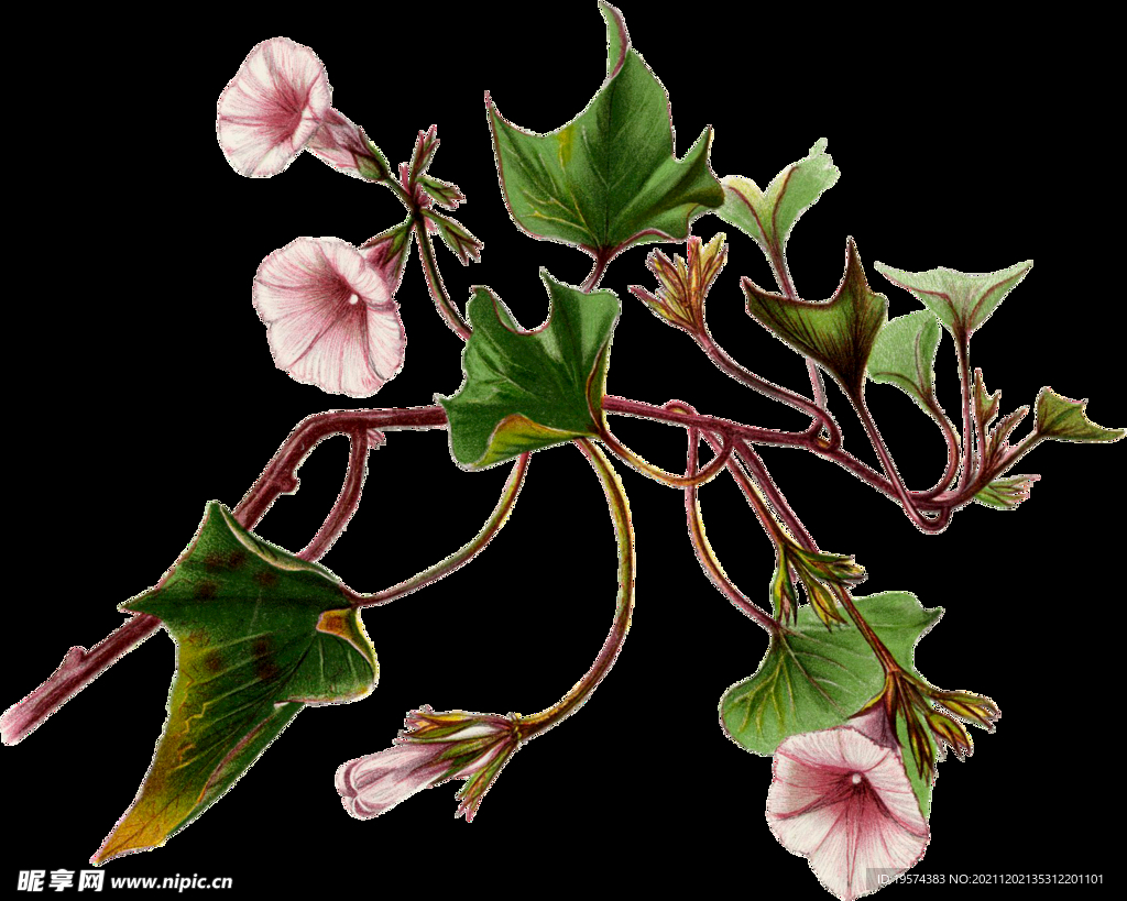 英式复古玫瑰花卉艺术装饰PNG