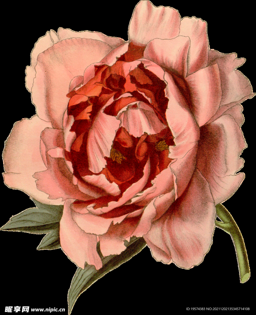 英式复古玫瑰花卉艺术装饰PNG