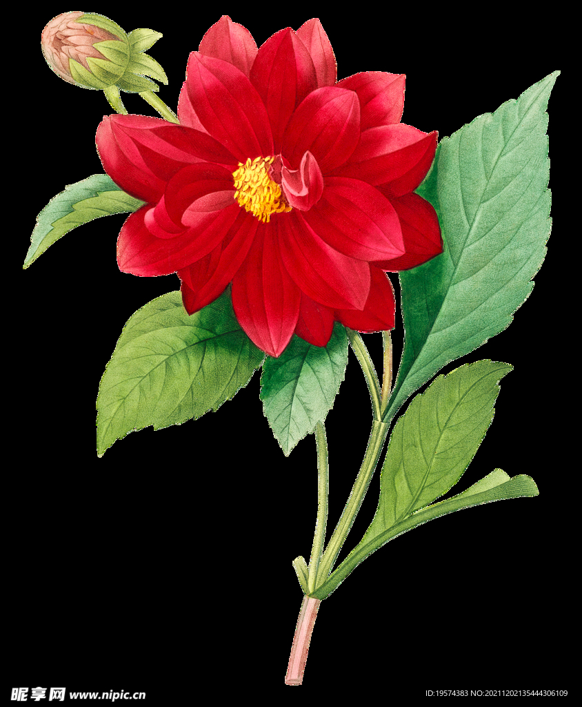 英式复古玫瑰花卉艺术装饰PNG