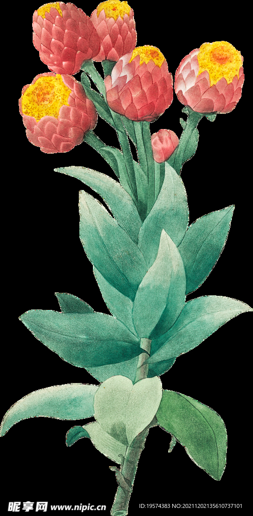 英式复古玫瑰花卉艺术装饰PNG