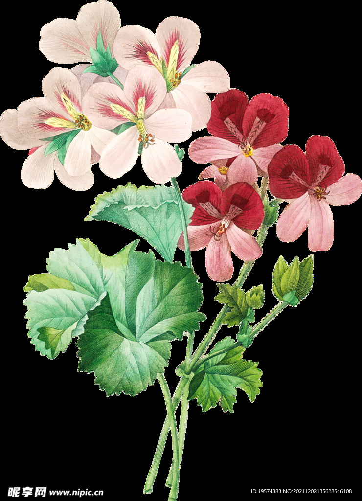 英式复古玫瑰花卉艺术装饰PNG