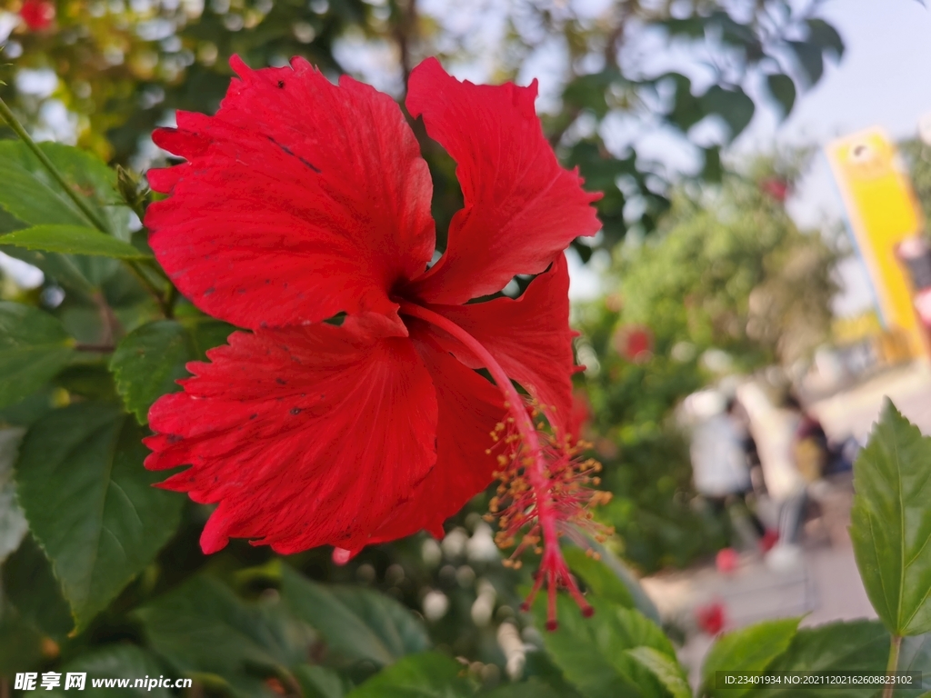 红色朱槿花花卉植物