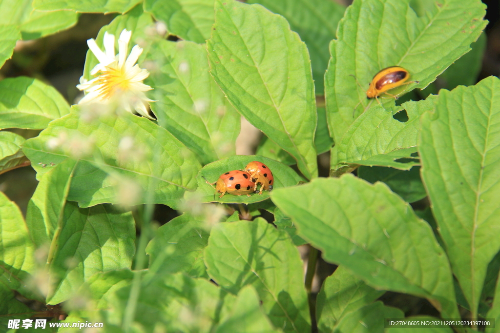可爱的瓢虫