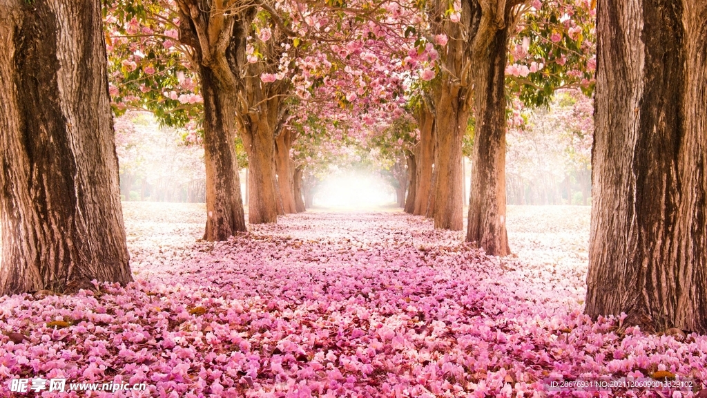 花海背景