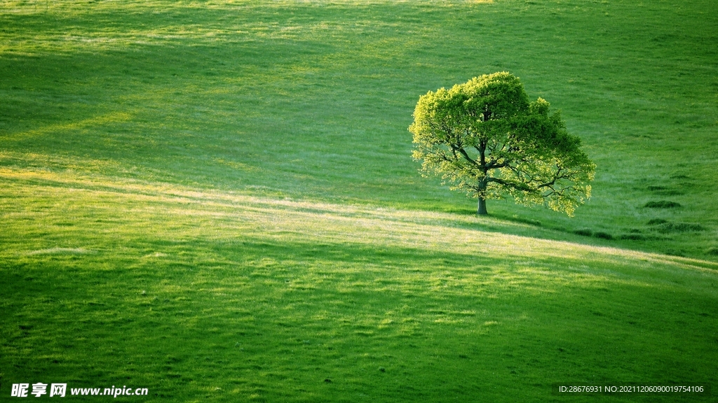 绿色草地背景