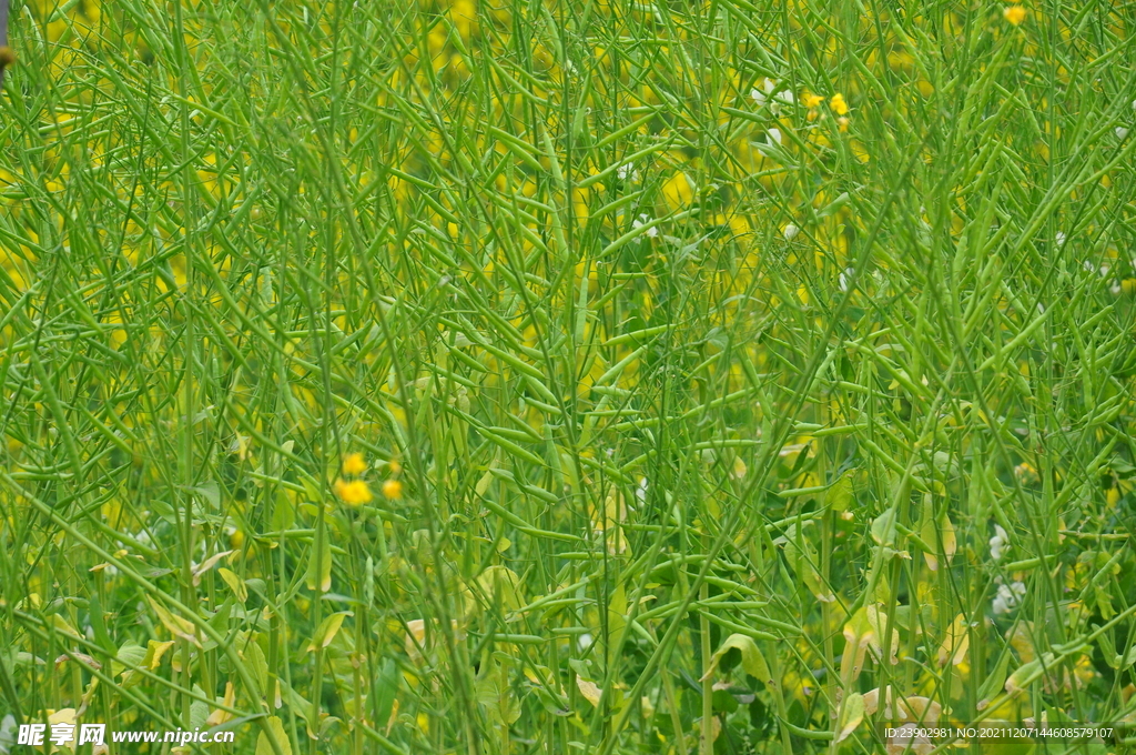 油菜花田