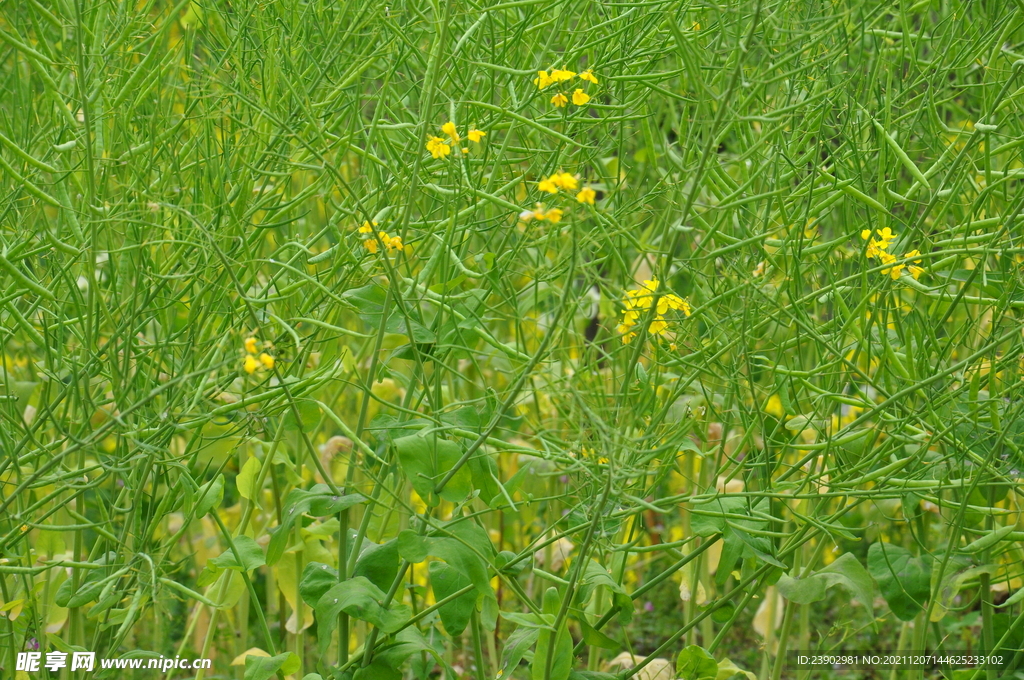 油菜花