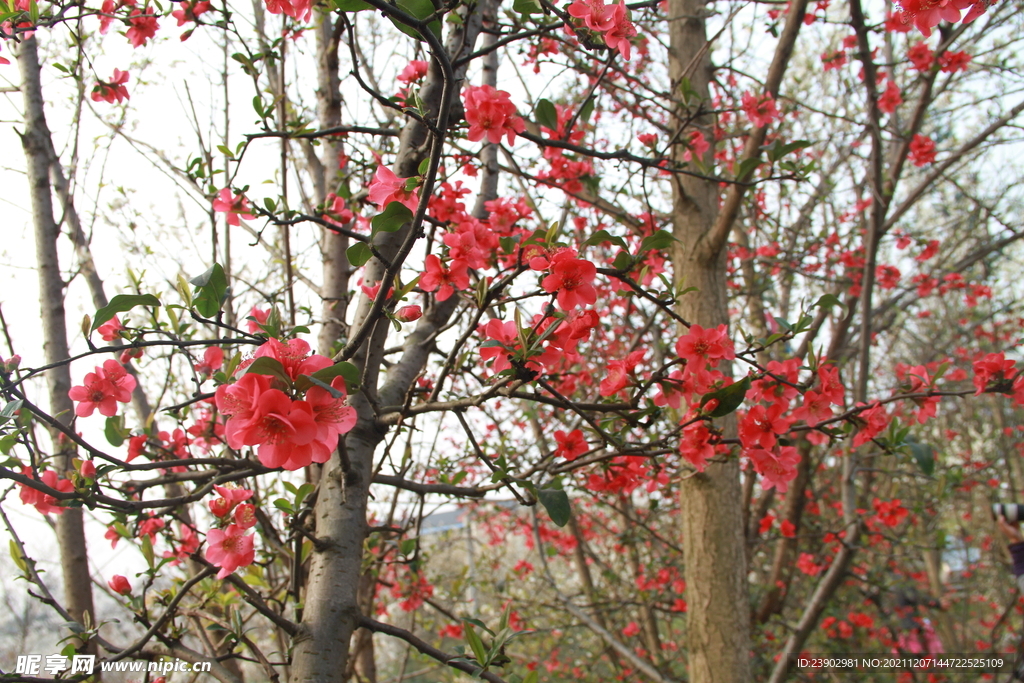 红色的花