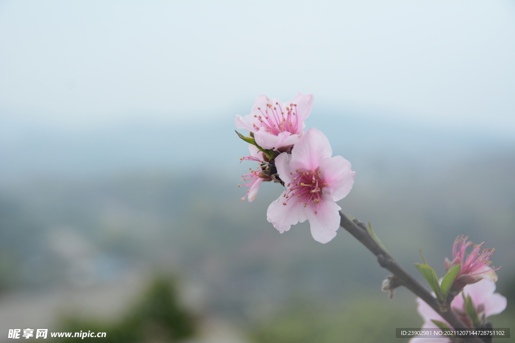 桃花
