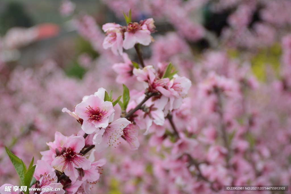 桃花