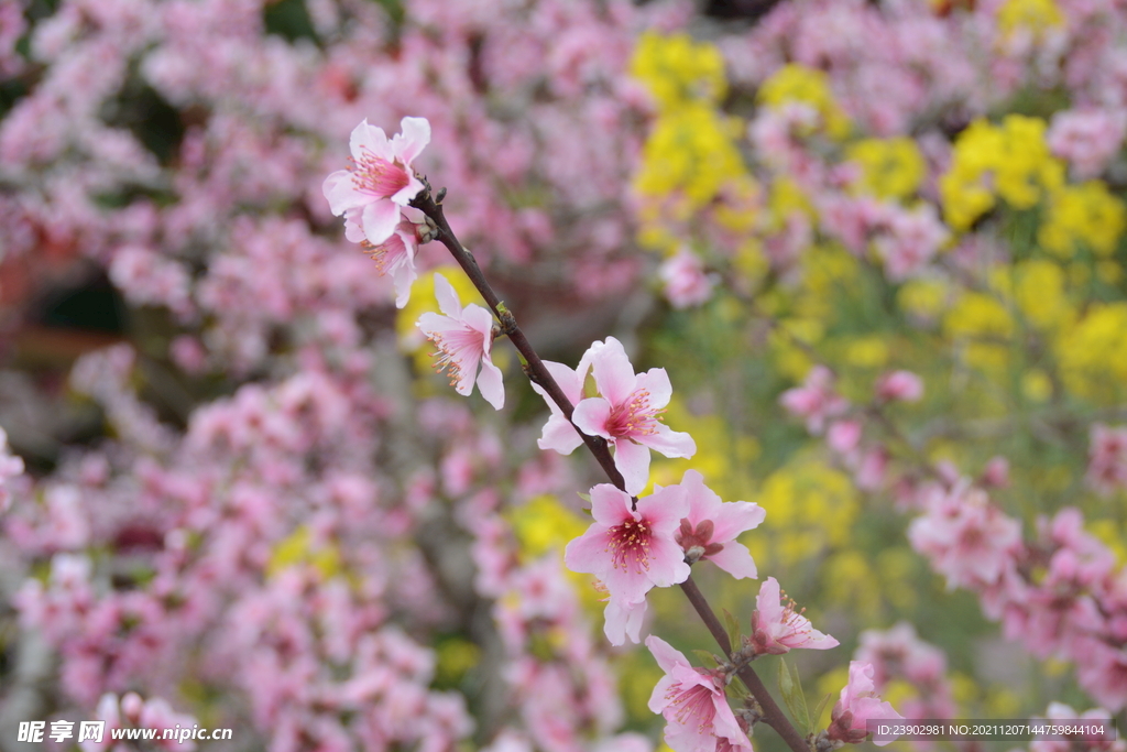 桃花
