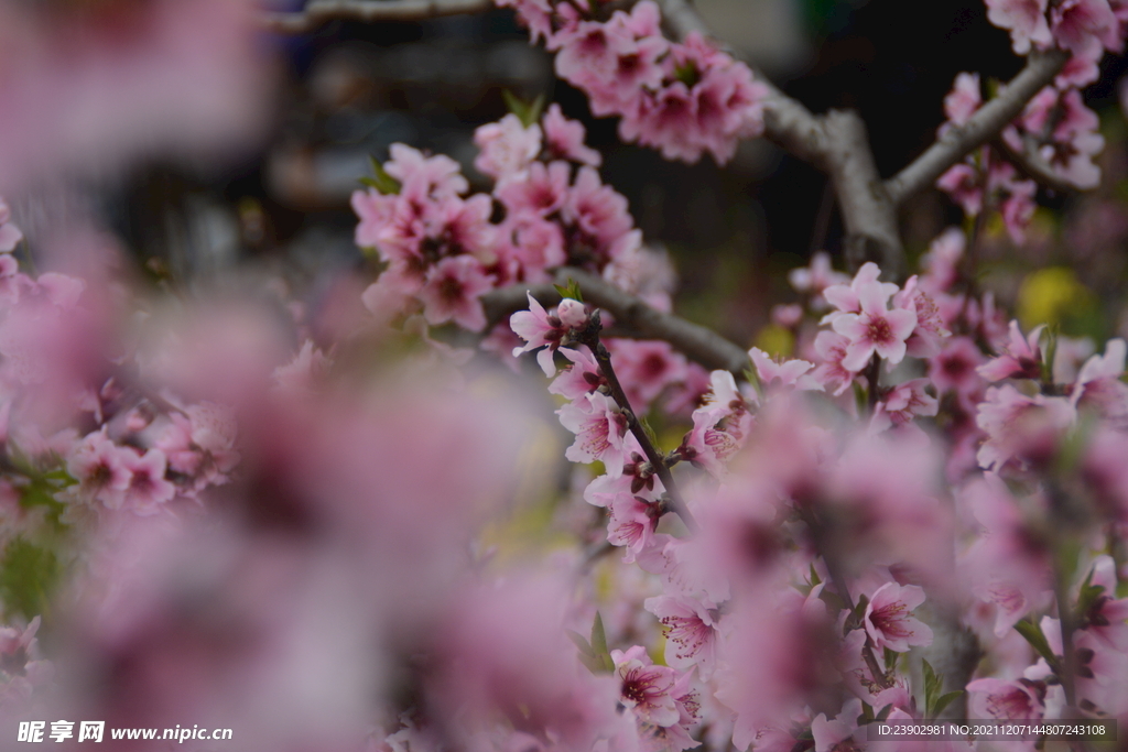 桃花
