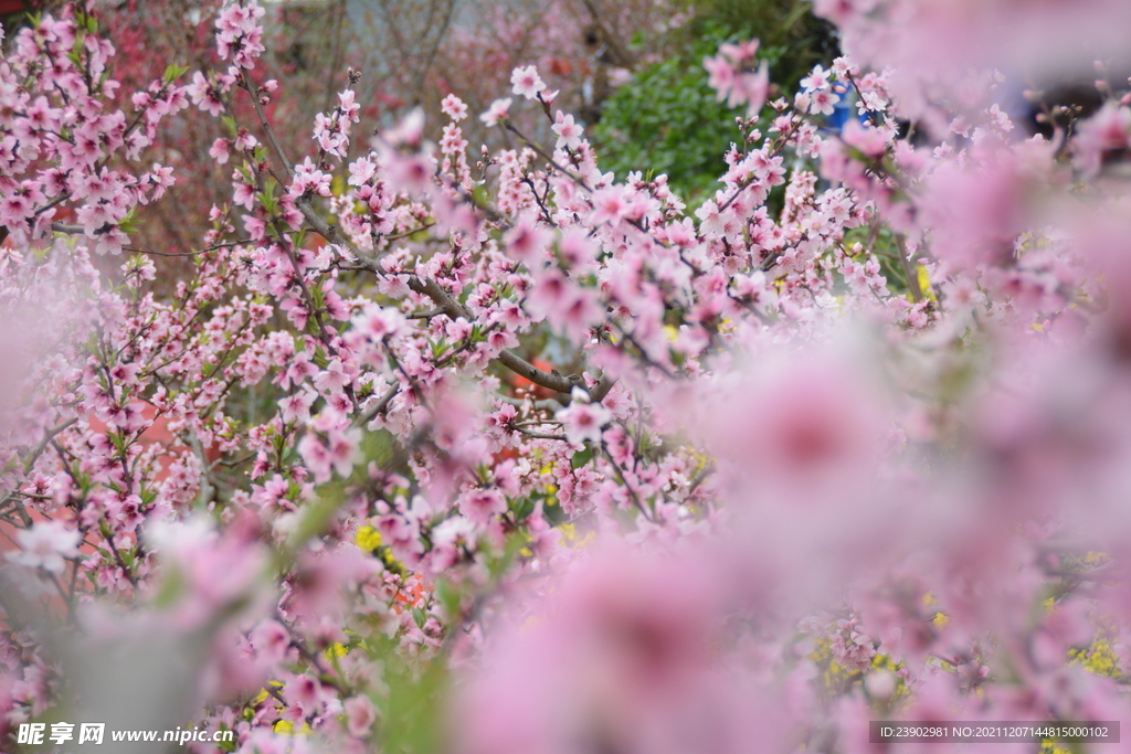 桃花