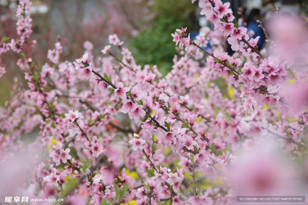 桃花