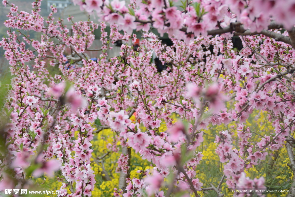 桃花