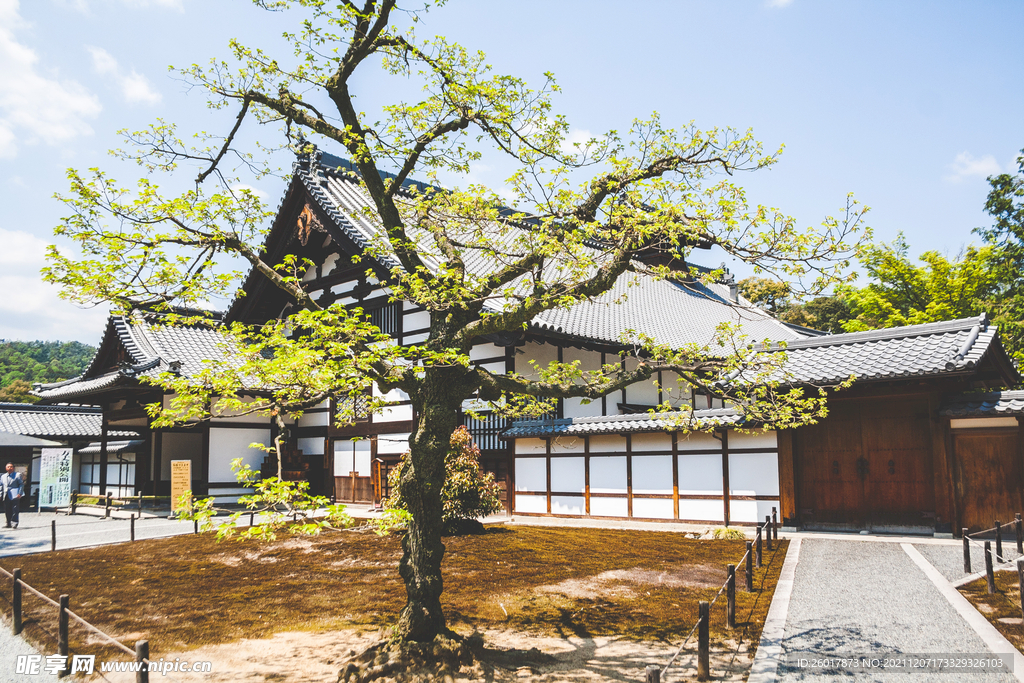 靠近白褐小屋的绿叶树
