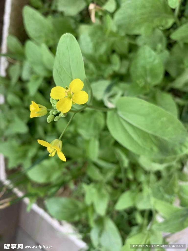 油菜花开了