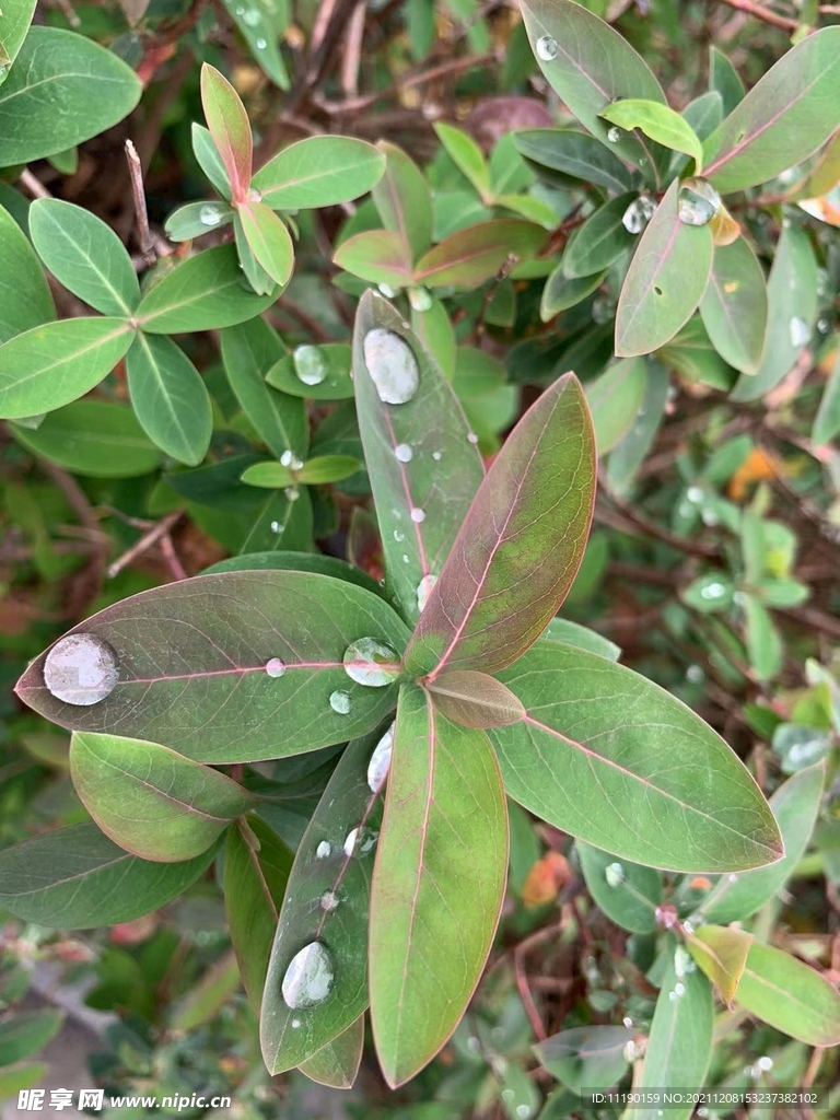 雨后黄丝桃树