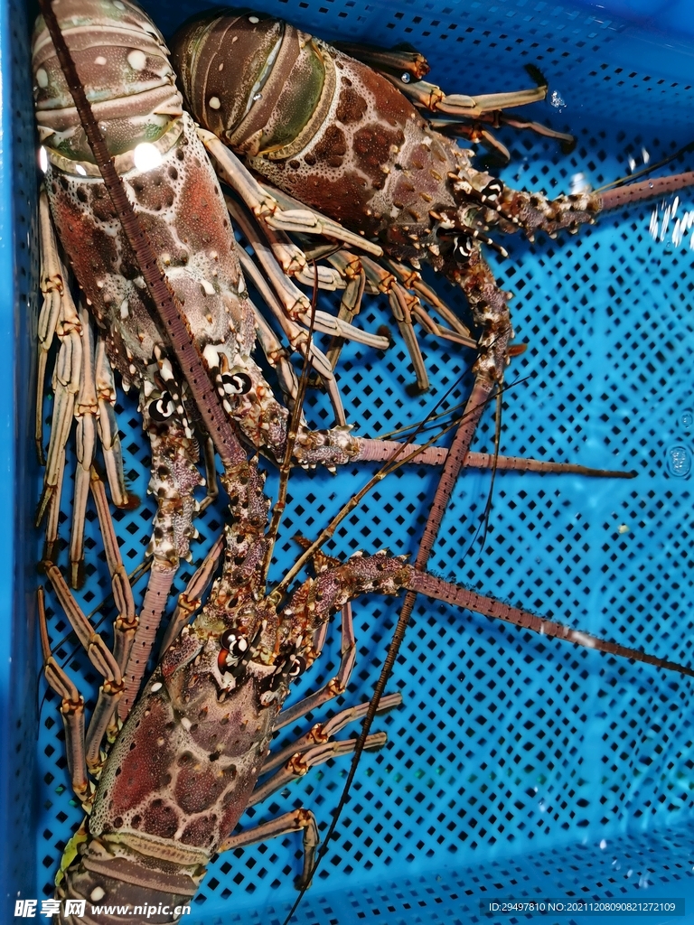 龙虾