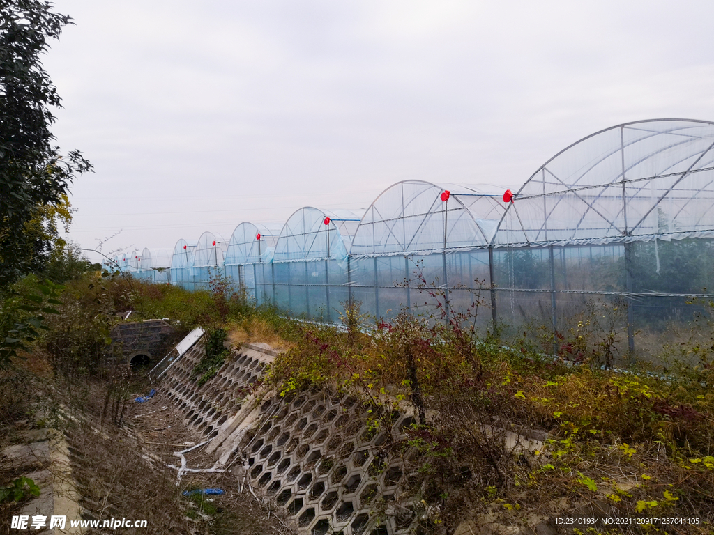 现代化农业大棚蔬果种植