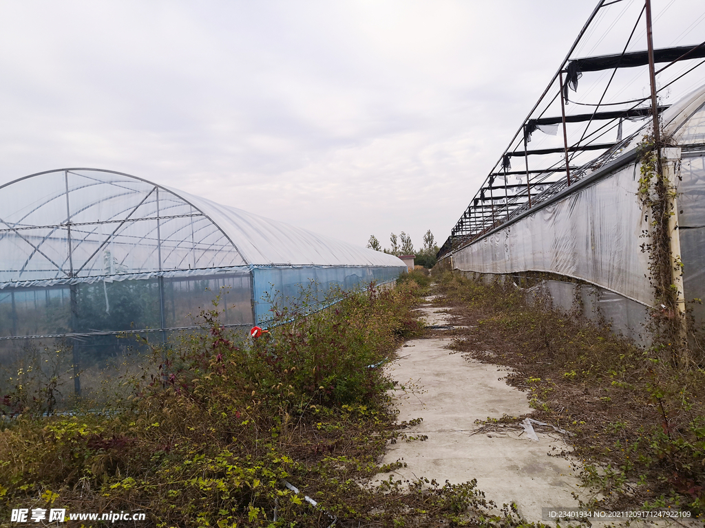 农业现代化大棚蔬菜种植