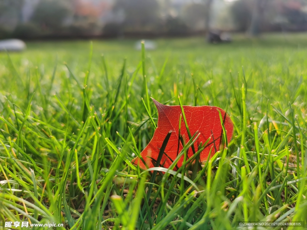 小清新绿色草地红色树叶