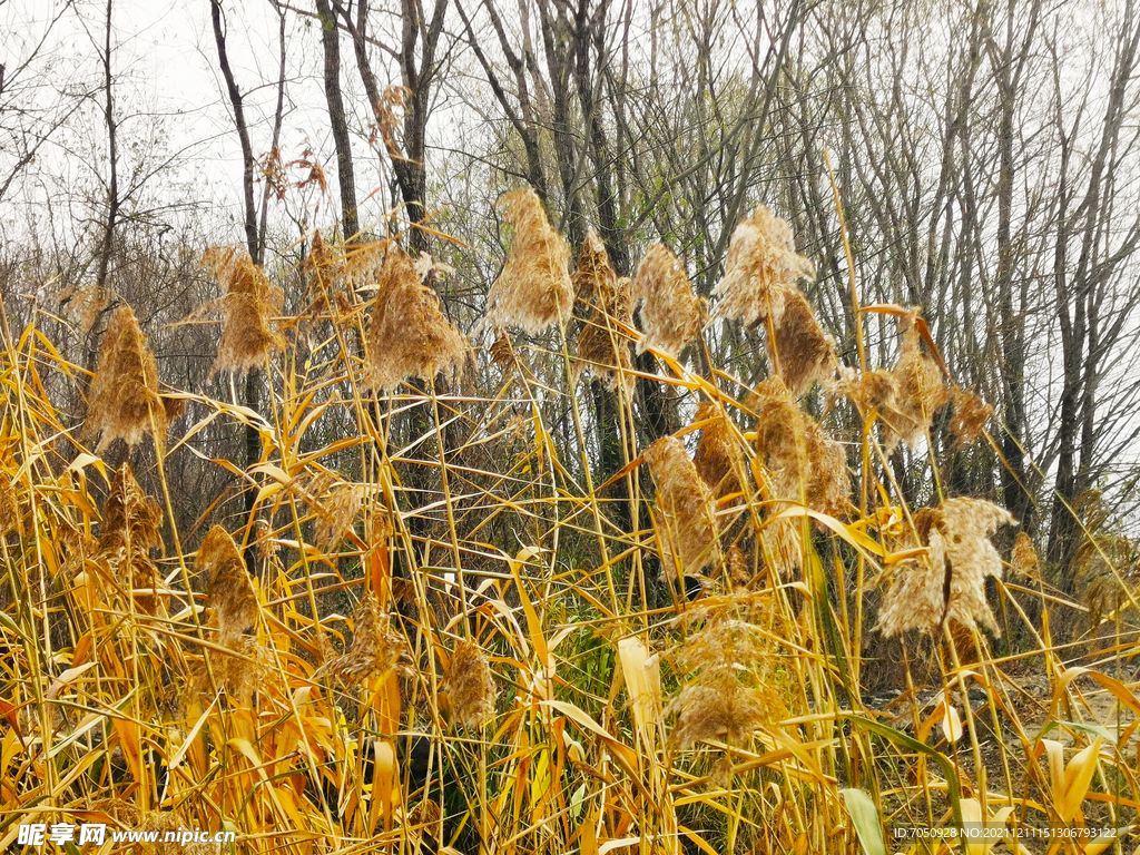冬日的芦苇